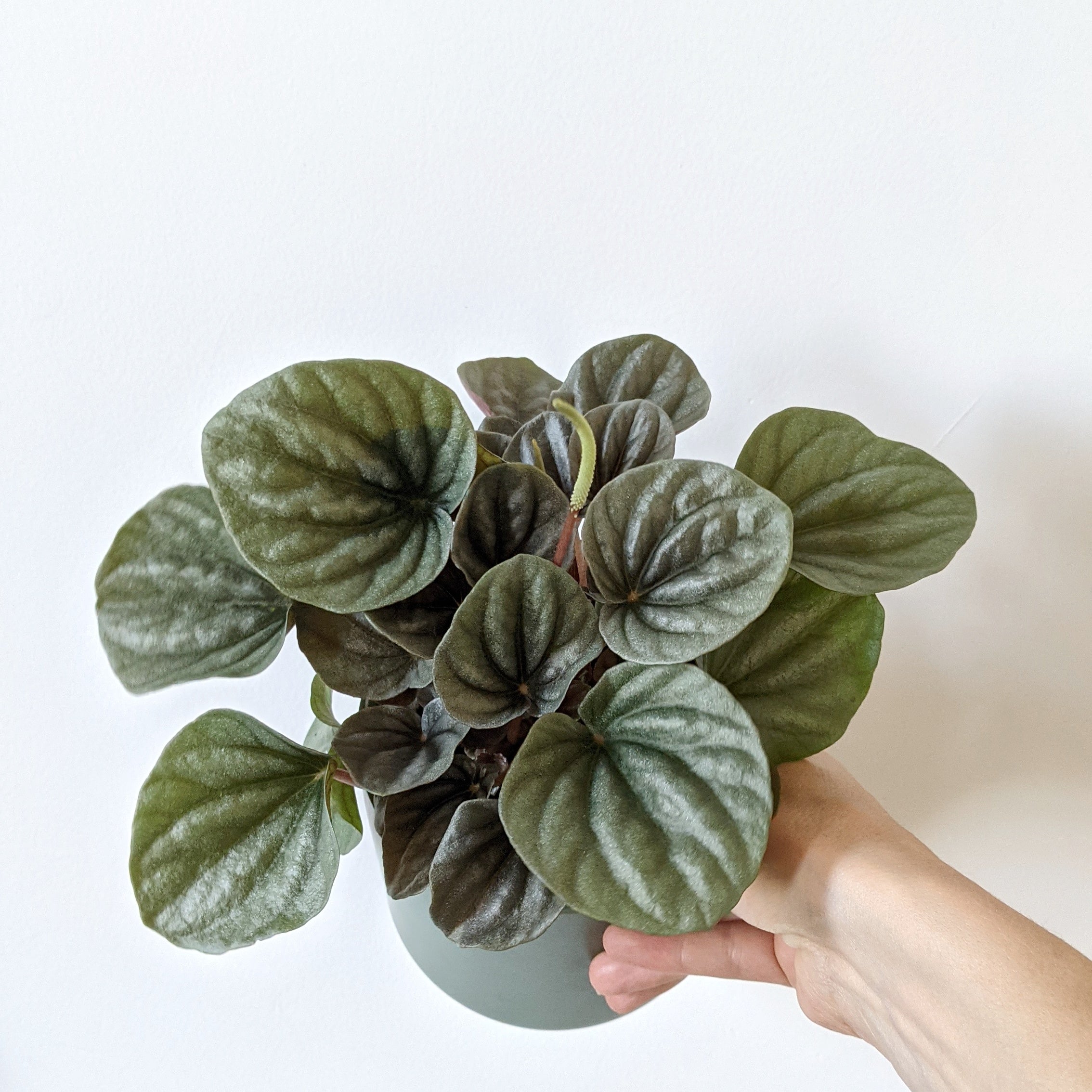 Peperomia 'Frosty' - 13cm pot